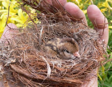 斑鳩死掉|鳥兒從樹上掉下來了 先別衝動「拯救」